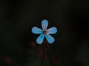 Preview wallpaper flower, blue, bloom, plant, closeup
