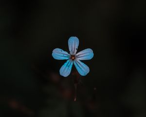 Preview wallpaper flower, blue, bloom, plant, closeup