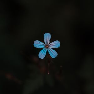 Preview wallpaper flower, blue, bloom, plant, closeup