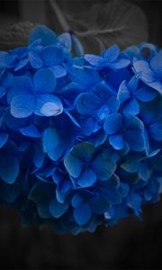 Preview wallpaper flower, blue, close-up, petals