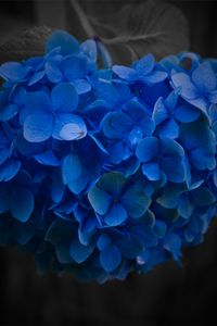 Preview wallpaper flower, blue, close-up, petals