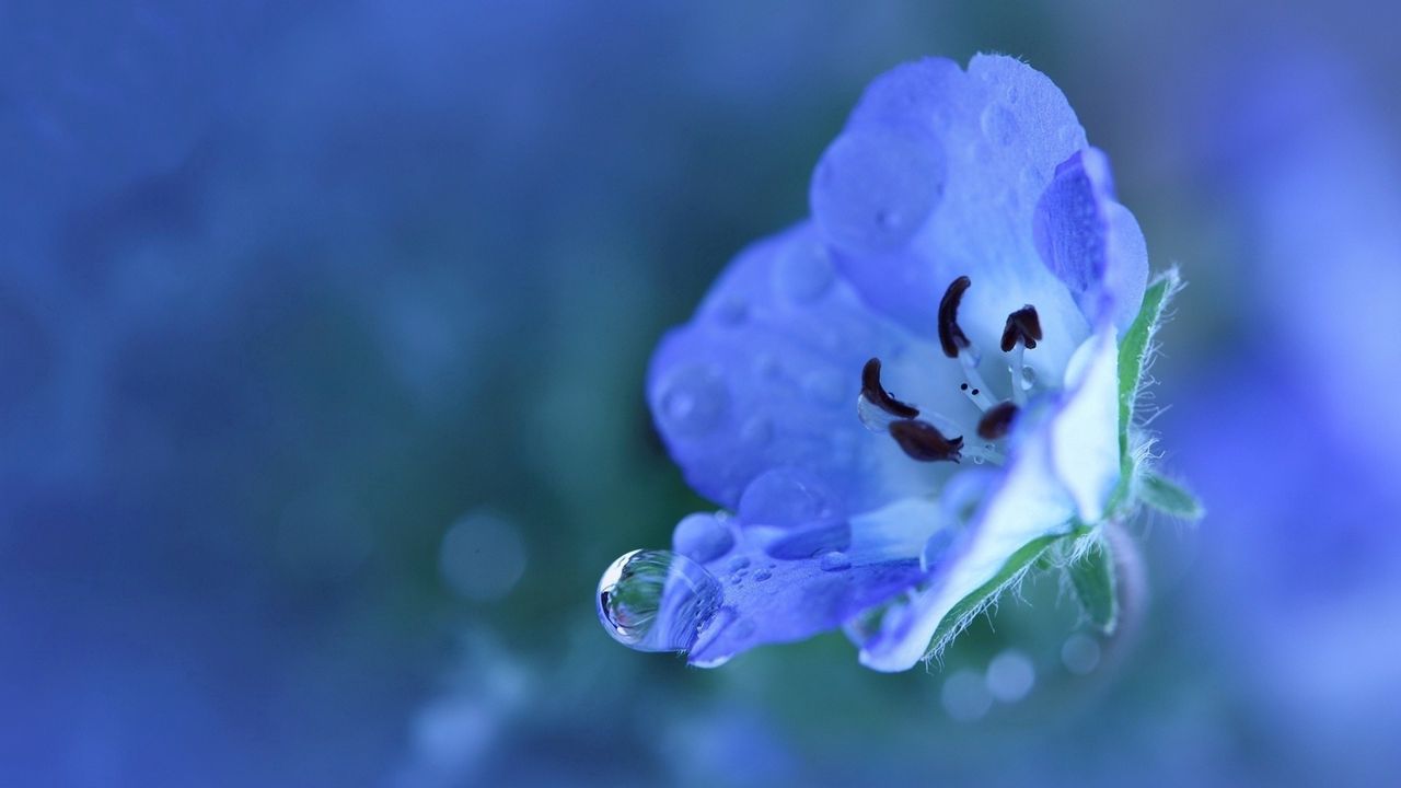 Wallpaper flower, blue, drops, petals