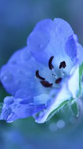 Preview wallpaper flower, blue, drops, petals