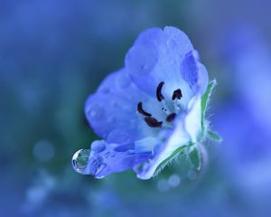 Preview wallpaper flower, blue, drops, petals