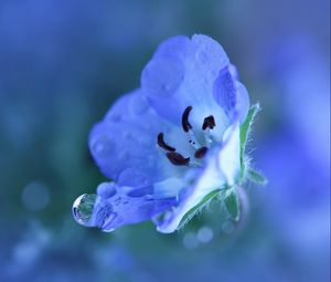 Preview wallpaper flower, blue, drops, petals