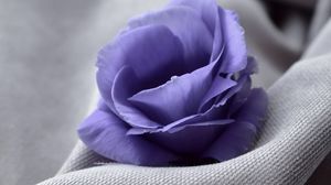 Preview wallpaper flower, blue, fabric, closeup