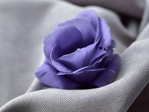 Preview wallpaper flower, blue, fabric, closeup