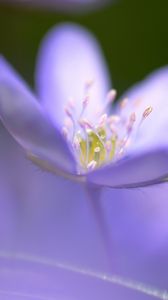 Preview wallpaper flower, blue, focus