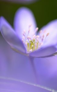 Preview wallpaper flower, blue, focus