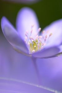 Preview wallpaper flower, blue, focus