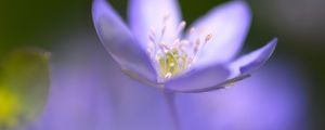 Preview wallpaper flower, blue, focus