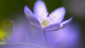 Preview wallpaper flower, blue, focus