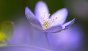 Preview wallpaper flower, blue, focus