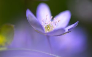 Preview wallpaper flower, blue, focus