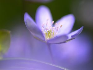 Preview wallpaper flower, blue, focus