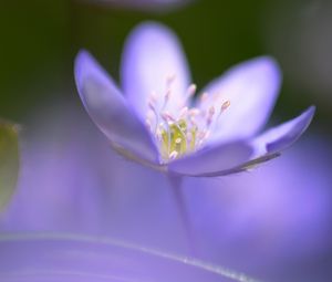 Preview wallpaper flower, blue, focus