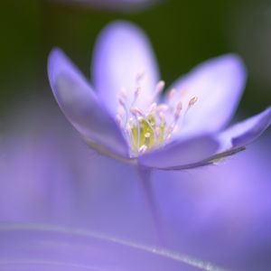 Preview wallpaper flower, blue, focus