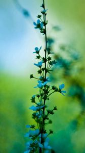 Preview wallpaper flower, blue, grass, motion blur