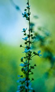 Preview wallpaper flower, blue, grass, motion blur