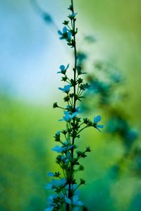 Preview wallpaper flower, blue, grass, motion blur