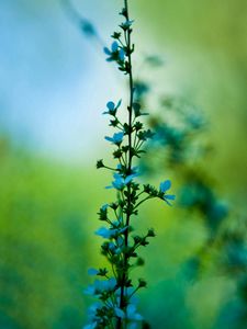 Preview wallpaper flower, blue, grass, motion blur