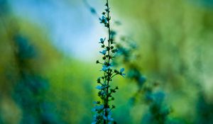 Preview wallpaper flower, blue, grass, motion blur