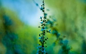 Preview wallpaper flower, blue, grass, motion blur