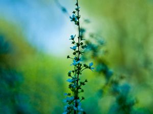 Preview wallpaper flower, blue, grass, motion blur