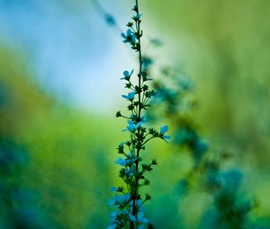 Preview wallpaper flower, blue, grass, motion blur