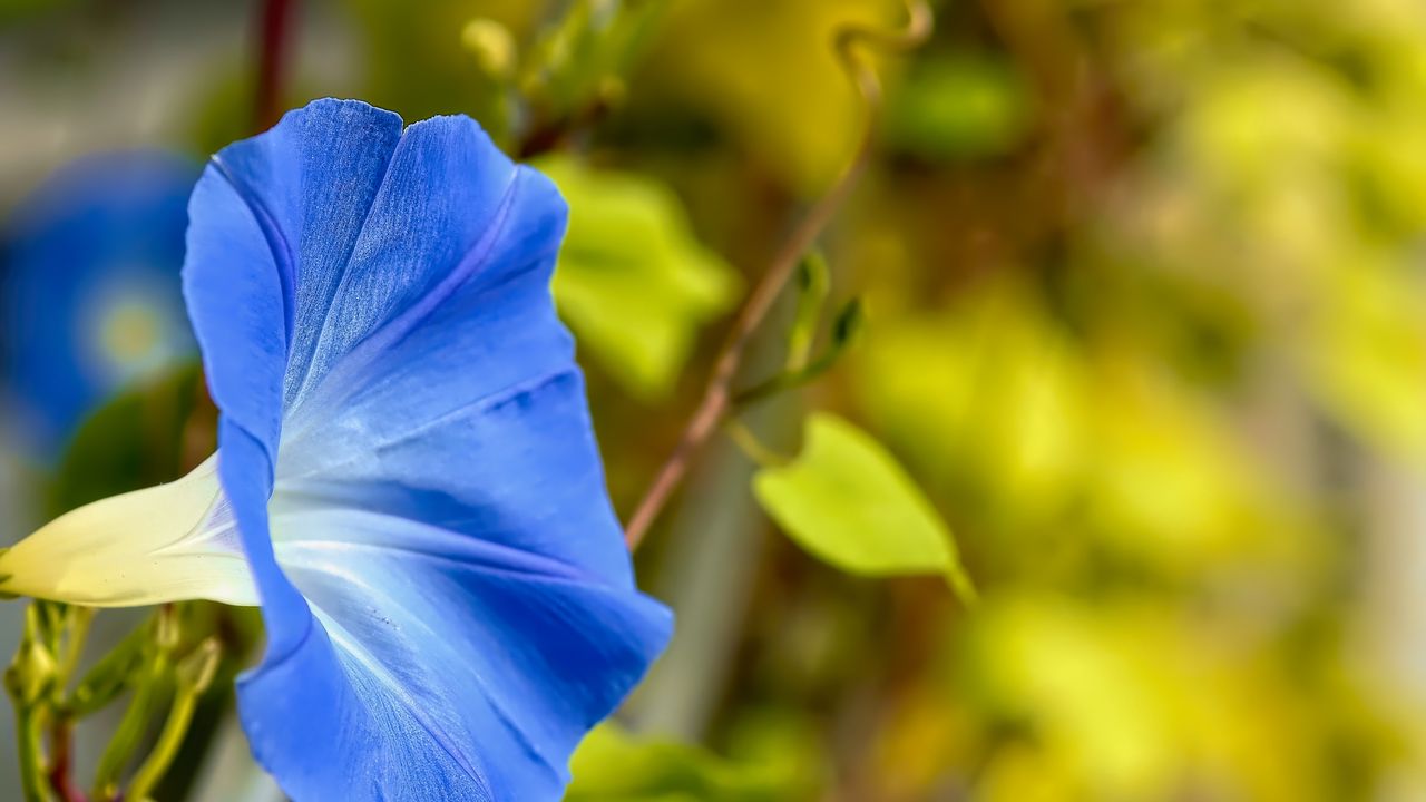 Wallpaper flower, blue, green, leaves, macro, blur