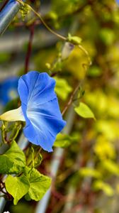 Preview wallpaper flower, blue, green, leaves, macro, blur