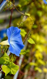 Preview wallpaper flower, blue, green, leaves, macro, blur