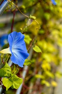 Preview wallpaper flower, blue, green, leaves, macro, blur