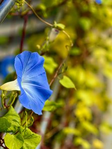 Preview wallpaper flower, blue, green, leaves, macro, blur