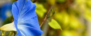 Preview wallpaper flower, blue, green, leaves, macro, blur