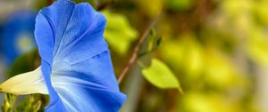 Preview wallpaper flower, blue, green, leaves, macro, blur