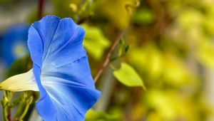 Preview wallpaper flower, blue, green, leaves, macro, blur