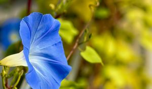 Preview wallpaper flower, blue, green, leaves, macro, blur