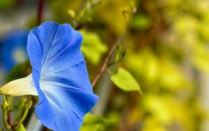 Preview wallpaper flower, blue, green, leaves, macro, blur