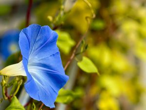 Preview wallpaper flower, blue, green, leaves, macro, blur