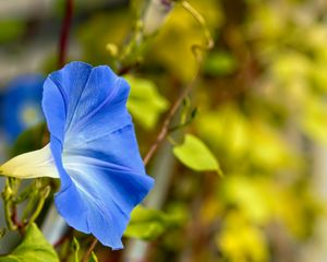 Preview wallpaper flower, blue, green, leaves, macro, blur