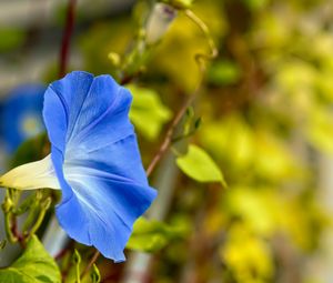 Preview wallpaper flower, blue, green, leaves, macro, blur