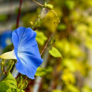 Preview wallpaper flower, blue, green, leaves, macro, blur