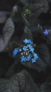 Preview wallpaper flower, blue, inflorescence, leaves, plant, bloom