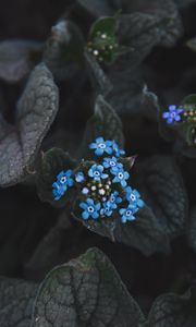 Preview wallpaper flower, blue, inflorescence, leaves, plant, bloom