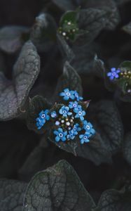 Preview wallpaper flower, blue, inflorescence, leaves, plant, bloom