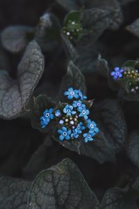 Preview wallpaper flower, blue, inflorescence, leaves, plant, bloom