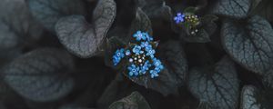 Preview wallpaper flower, blue, inflorescence, leaves, plant, bloom