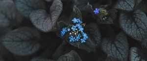 Preview wallpaper flower, blue, inflorescence, leaves, plant, bloom