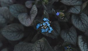 Preview wallpaper flower, blue, inflorescence, leaves, plant, bloom